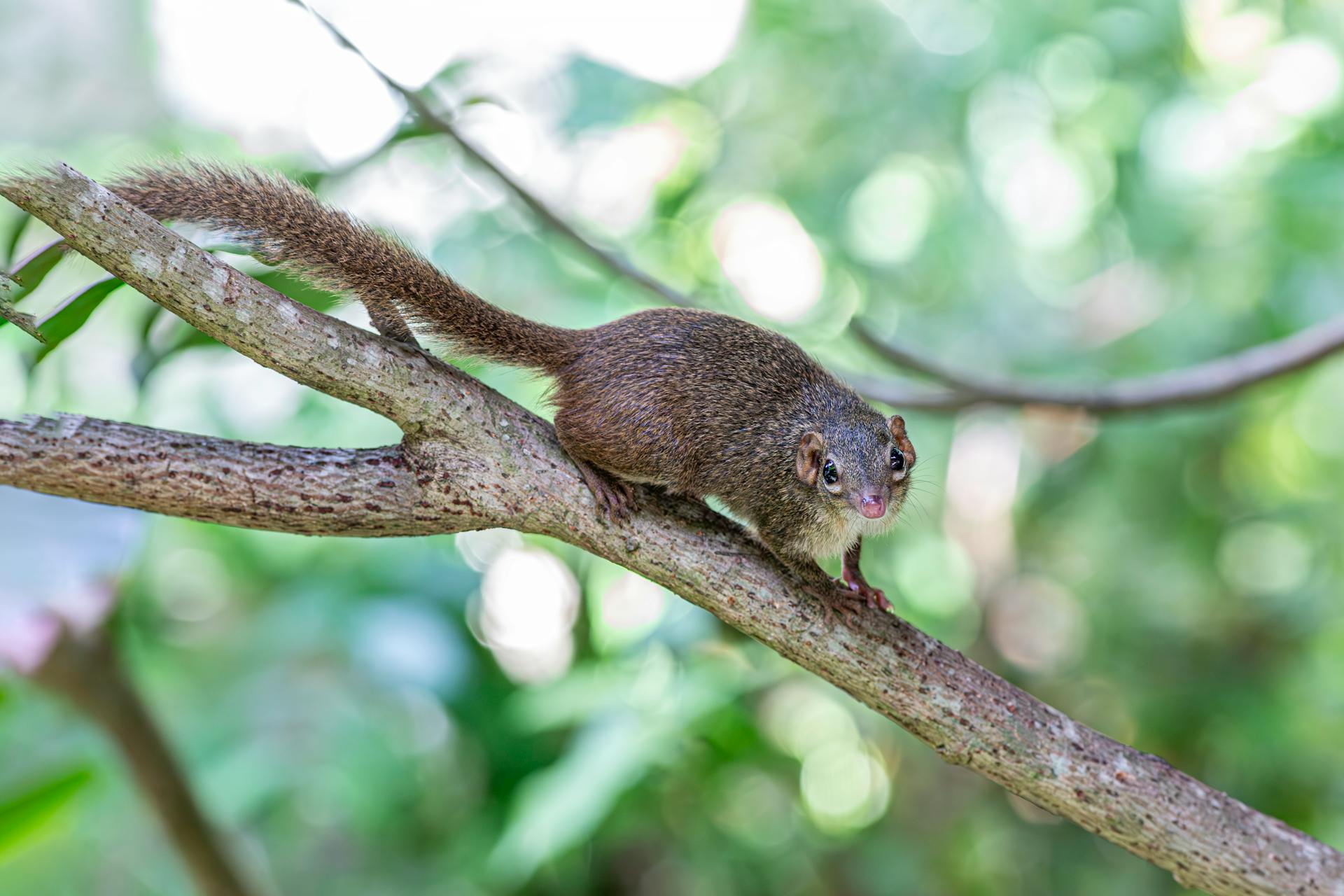 A small brown animal sitting on a branch