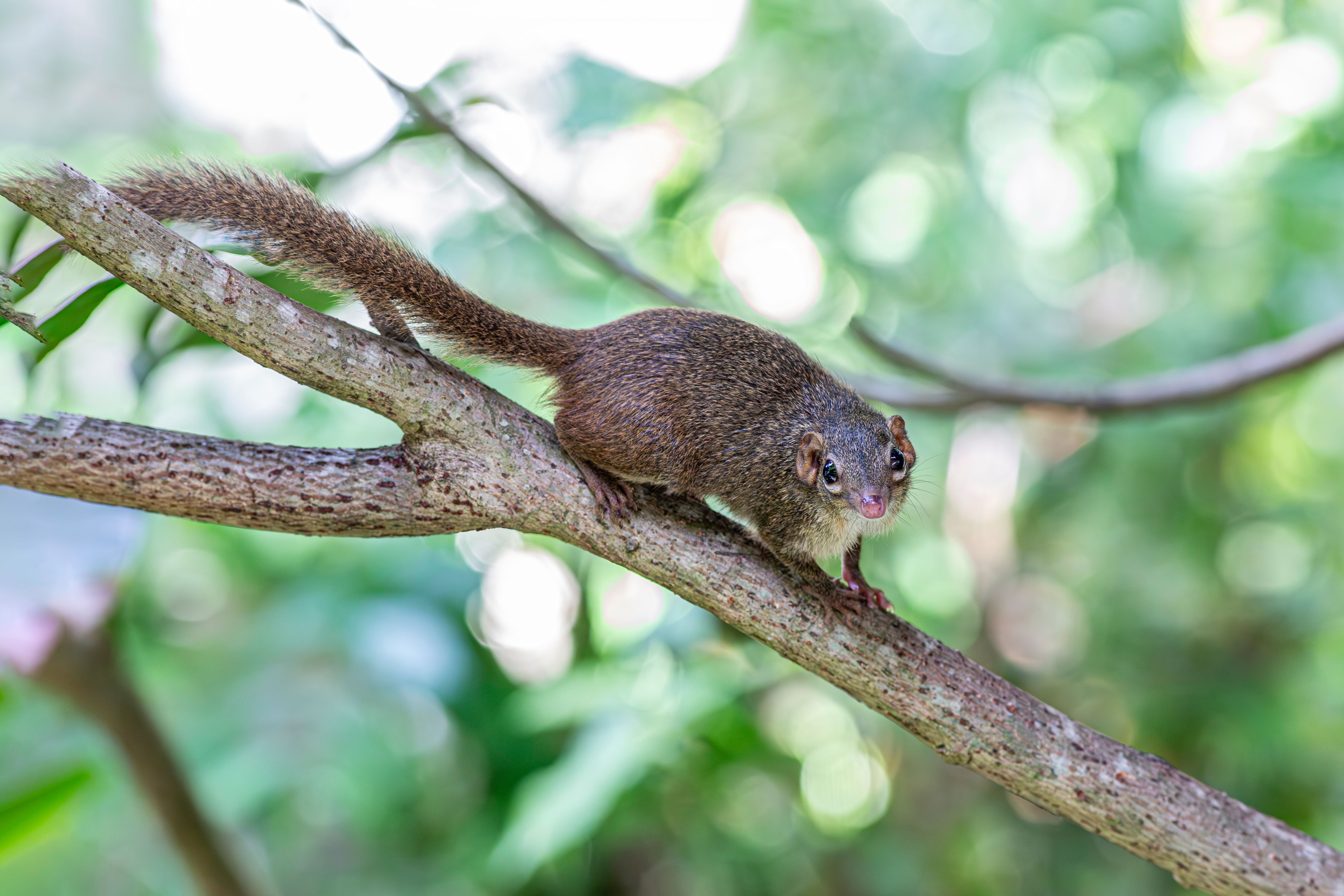 Selective Focus Photography of Sleeping Monkey on Branch · Free Stock Photo