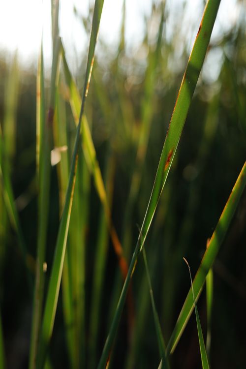 Free Sunlit green reeds sway gently in a serene summer field landscape. Stock Photo