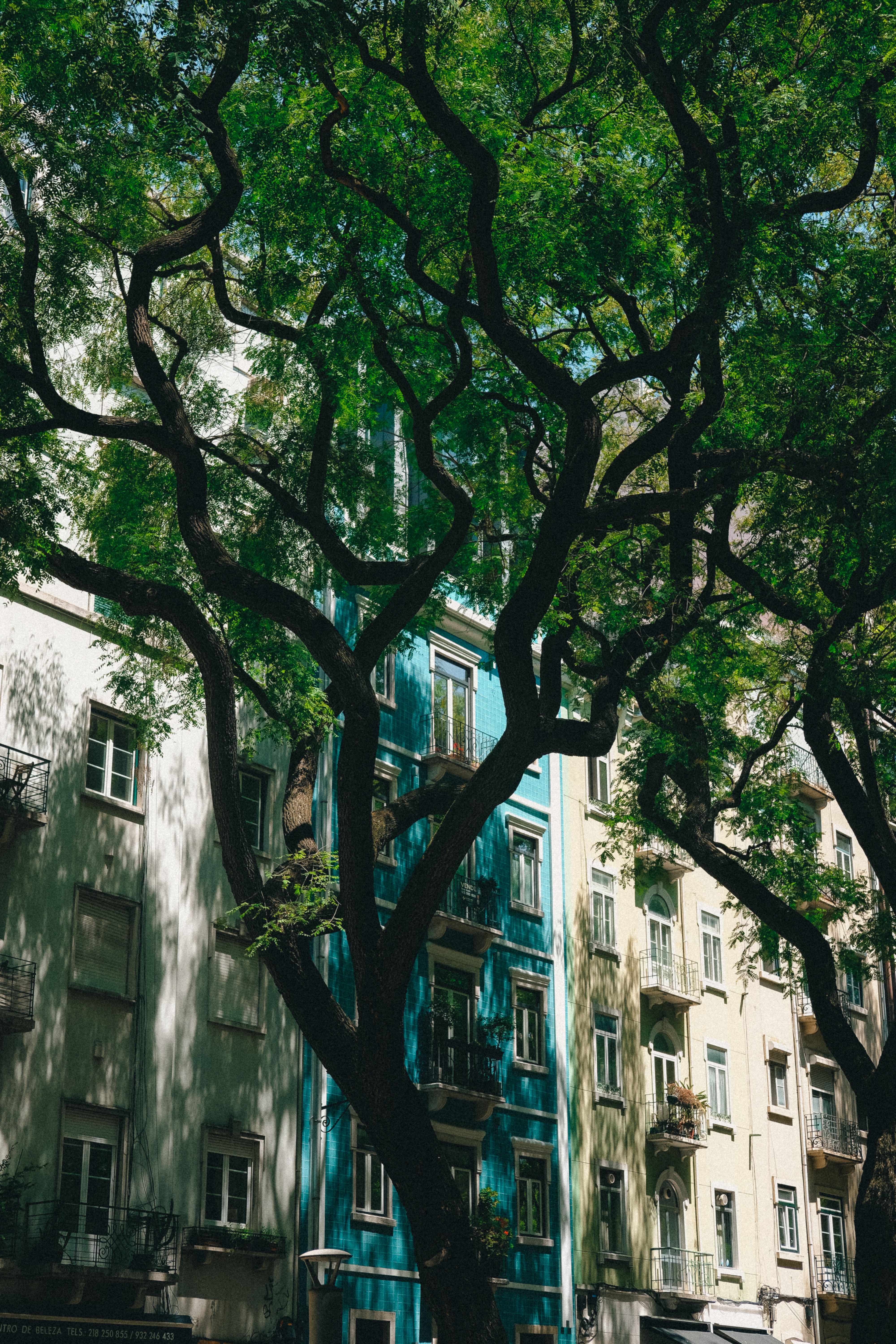 A picturesque street in Lisbon, Portugal, shaded by lush green trees, showcasing colorful buildings.