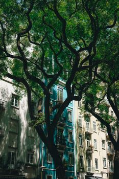 A picturesque street in Lisbon, Portugal, shaded by lush green trees, showcasing colorful buildings.