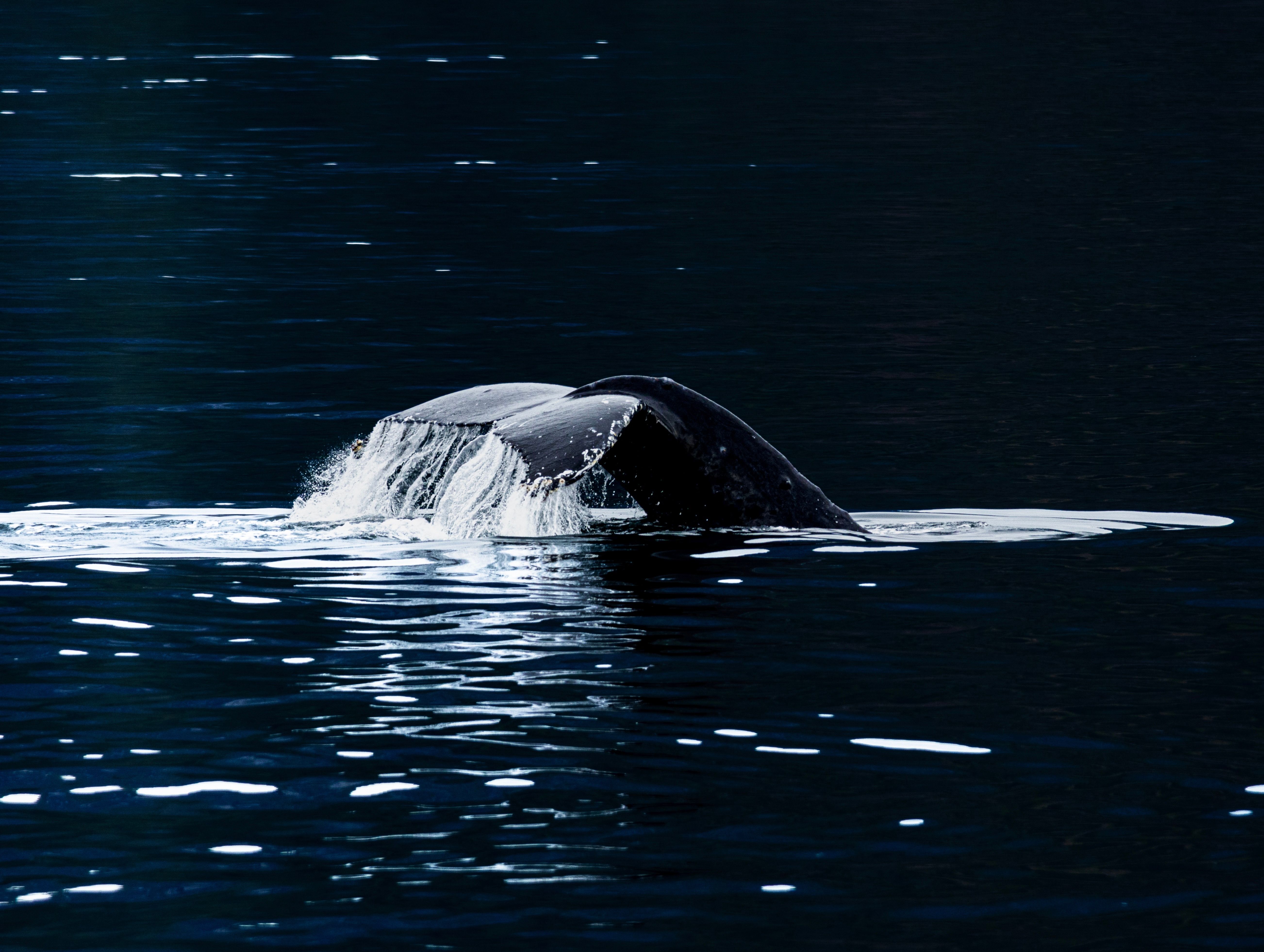 Humpback Whales Exploit Ocean's Acoustic 'Shadow Zones' for Covert Communication