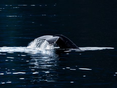 Humpback whale boat (summer) — Greenland