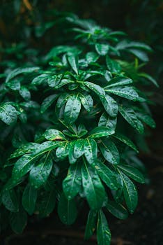 Close-up of lush green leaves covered in raindrops, showcasing freshness and texture.