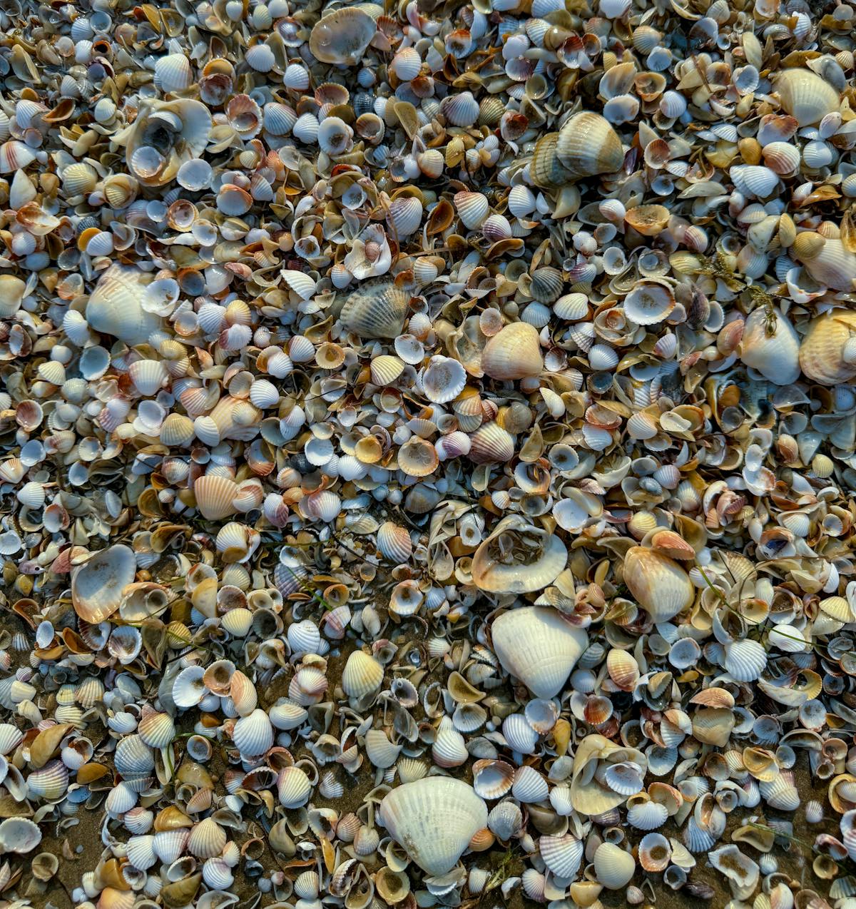 Shells On Shore · Free Stock Photo