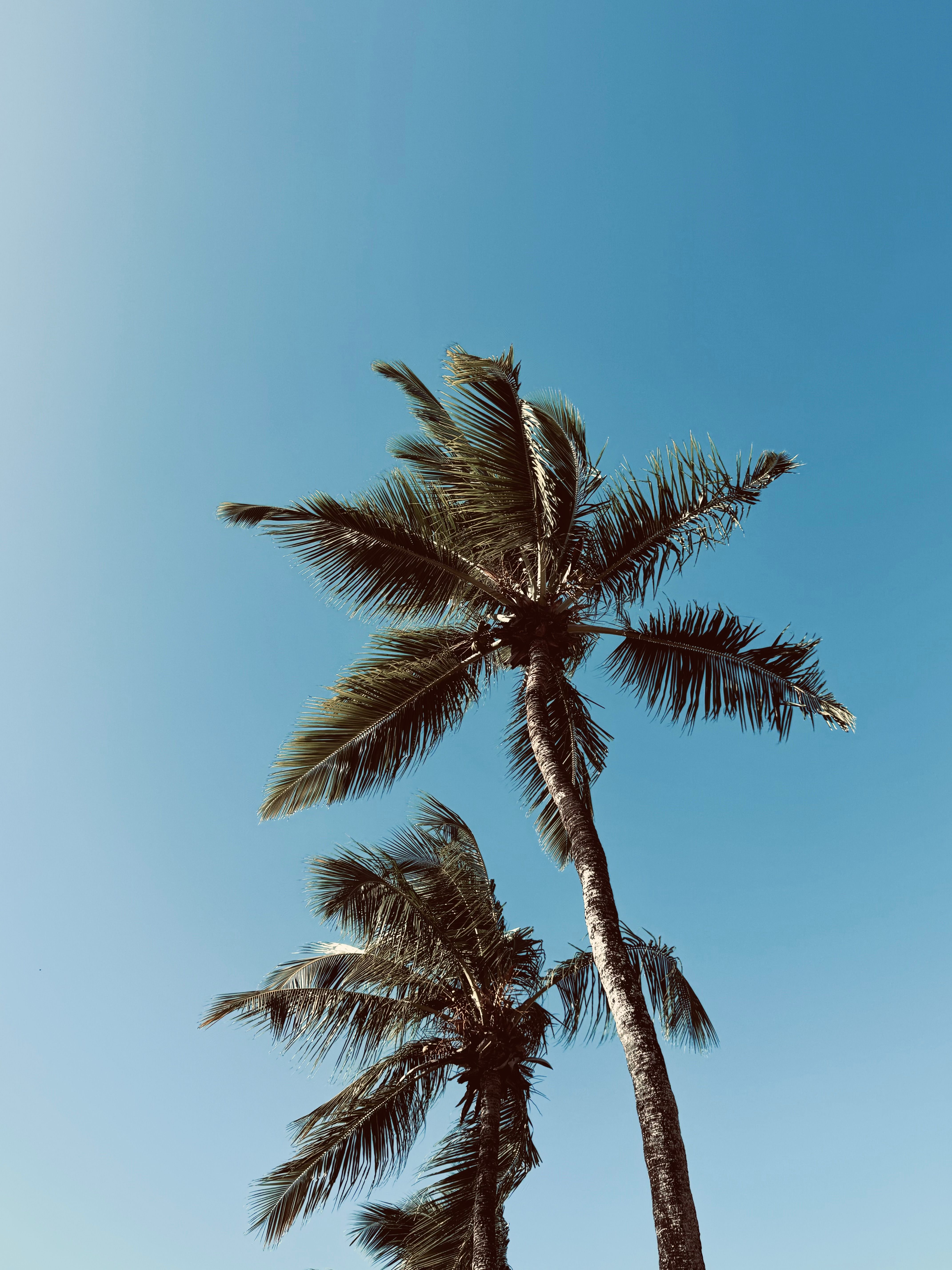 Serene palm trees against a clear blue sky in João Pessoa, Brazil.
