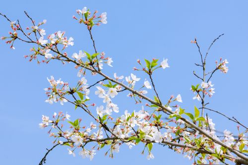 Free A stunning display of cherry blossoms on a branch against a bright blue sky, symbolizing spring and renewal. Stock Photo