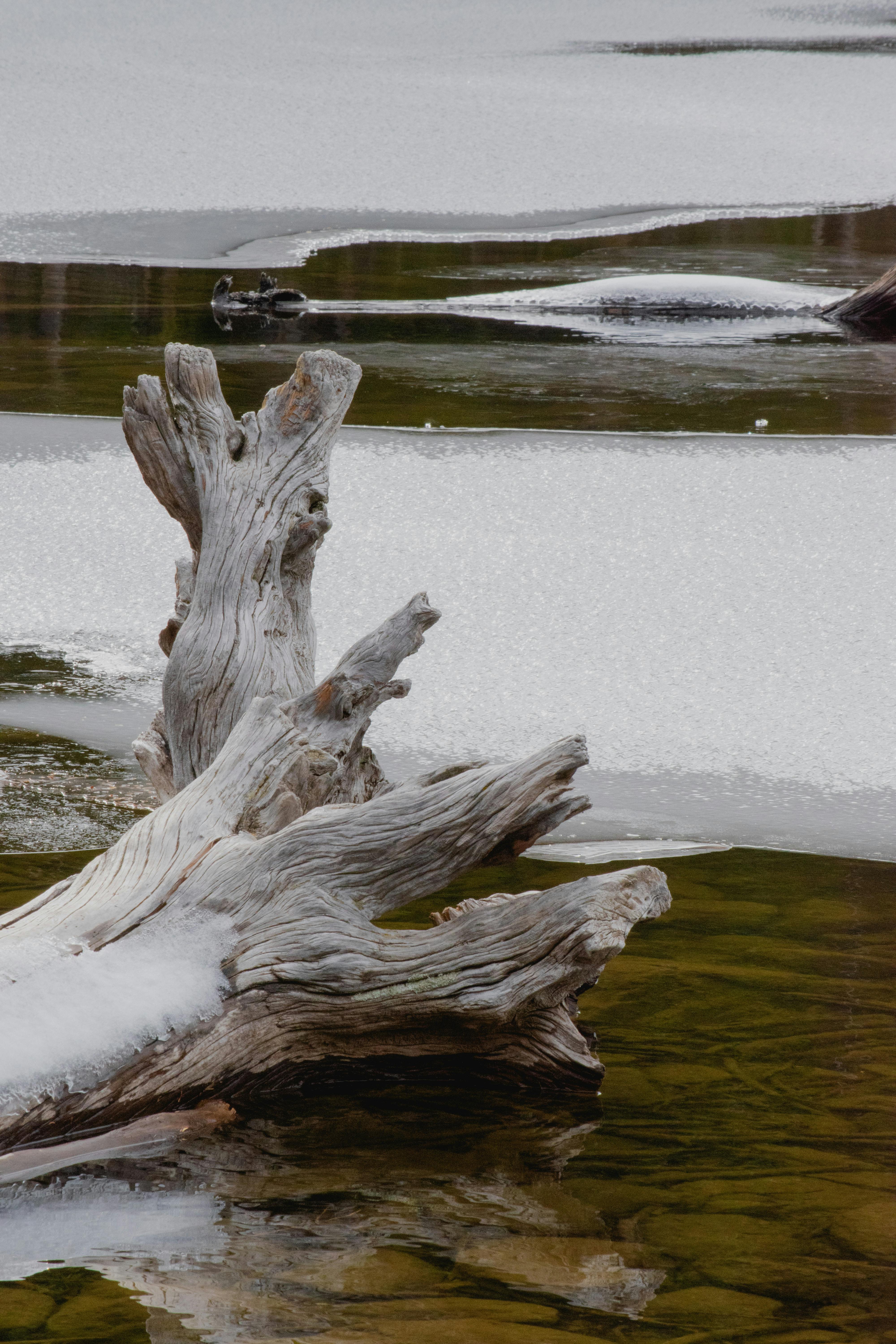 a dead tree in the middle of a frozen lake