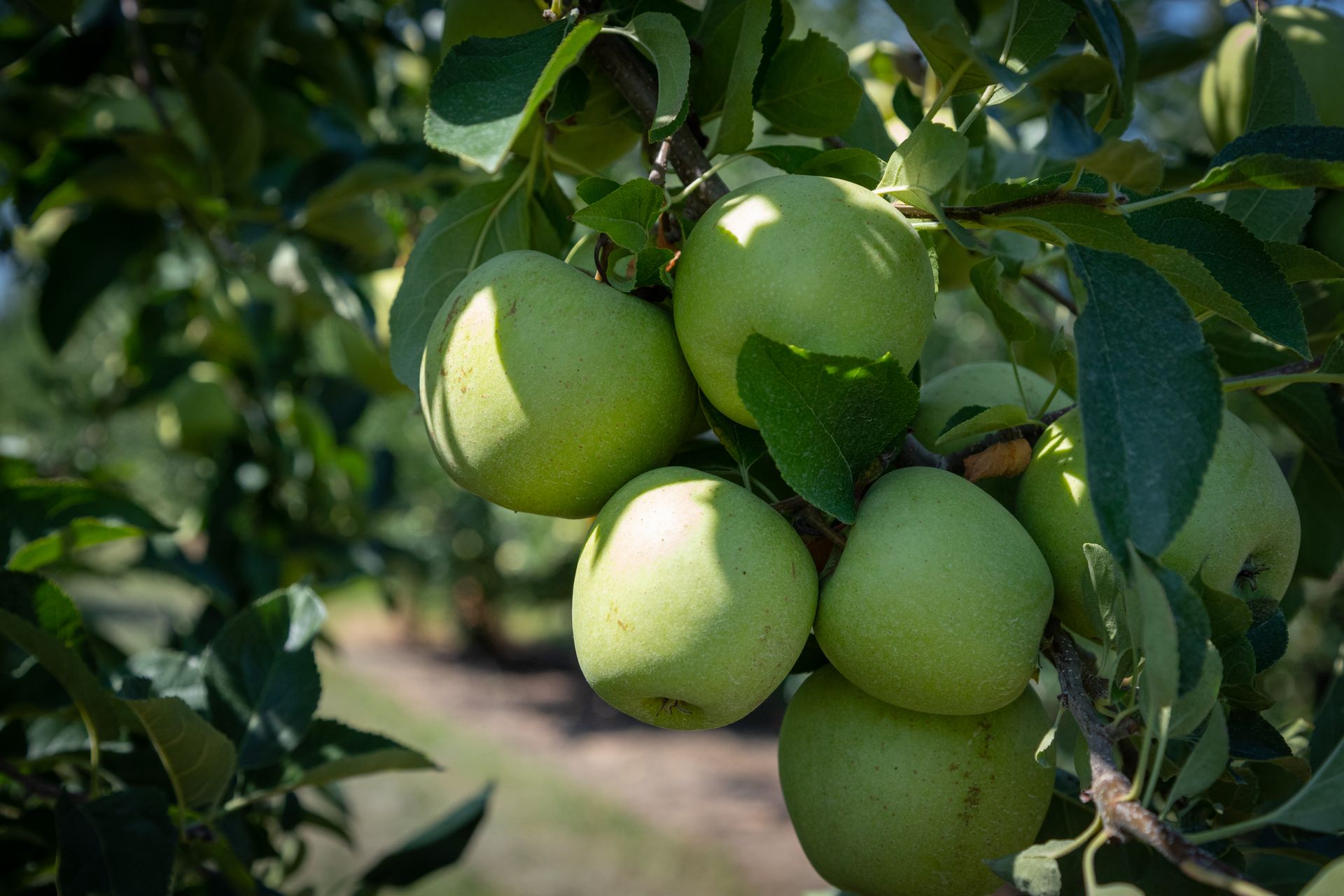 A Fresh Green Apples Growing From a Tree