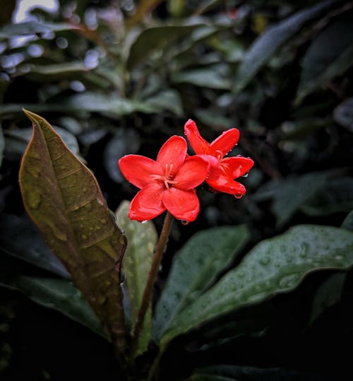 水滴と赤い5枚の花びらの花