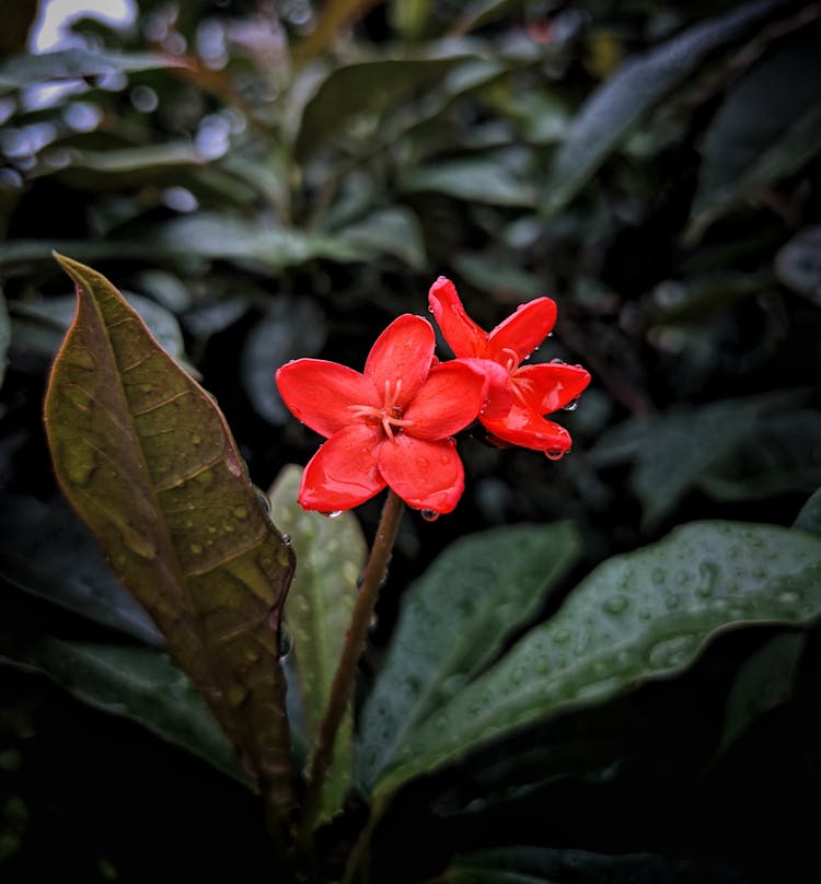 Red 5-petal Flowers With Water Droplets