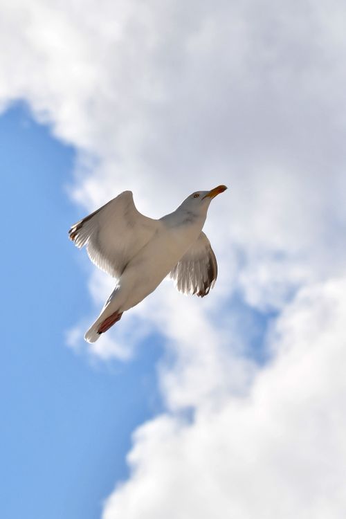 Free A seagull glides effortlessly through a clear blue sky on a sunny day. Stock Photo