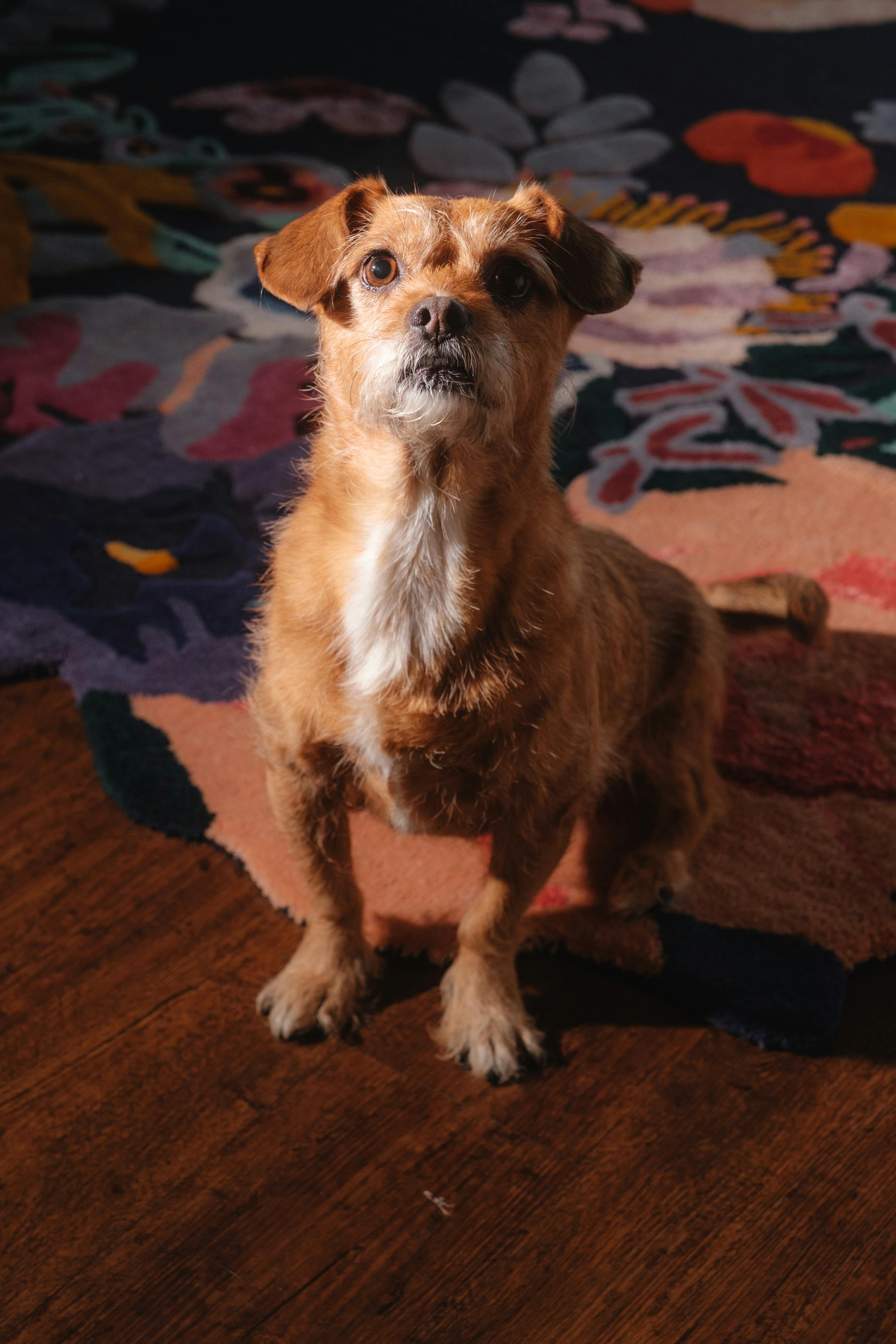 a dog sitting on a rug in front of a colorful background