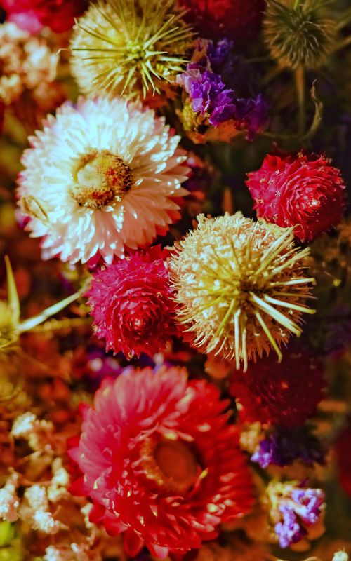 Free Colorful close-up of various vibrant flowers in a summer bouquet. Stock Photo