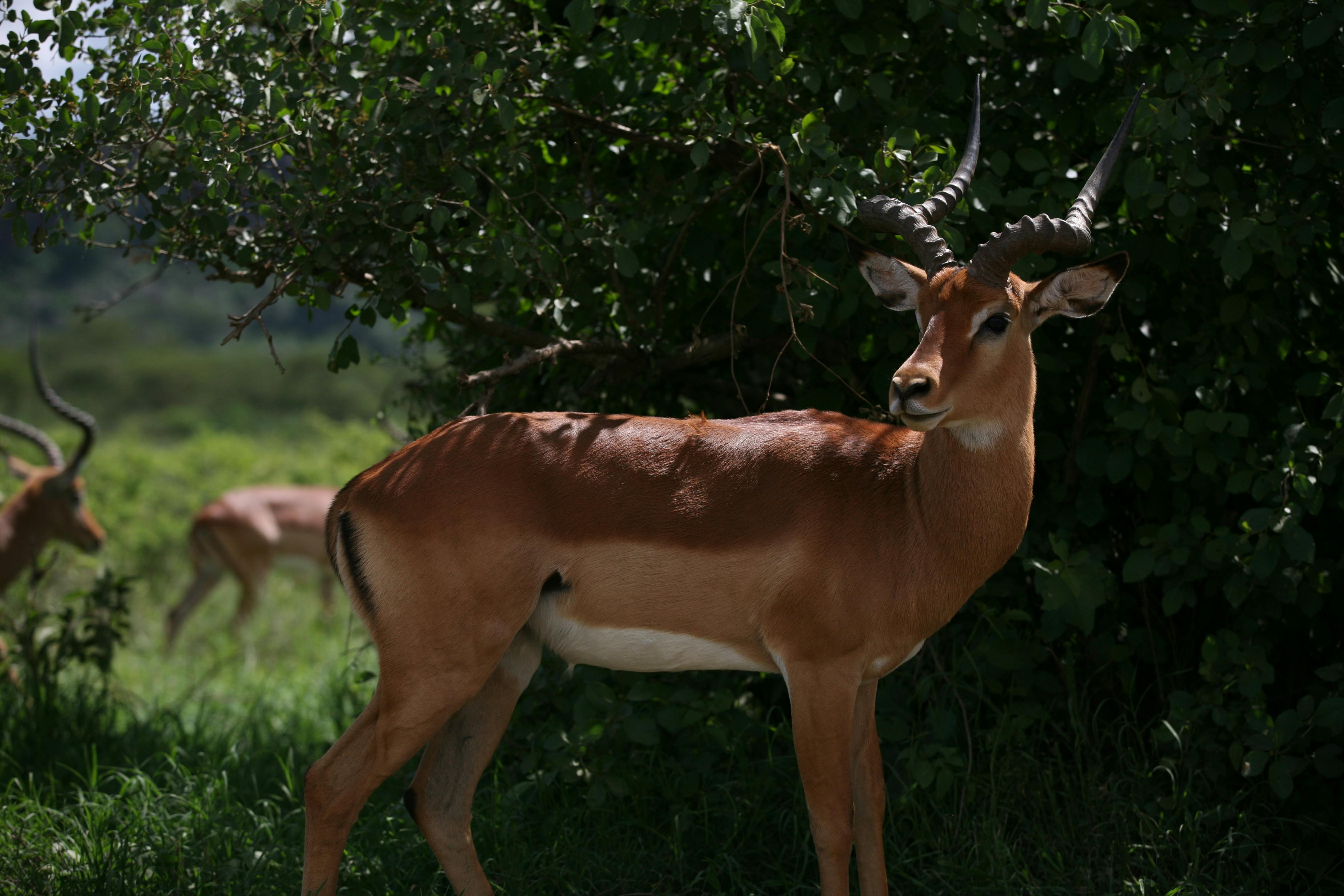 Gratuit Photos gratuites de aepyceros melampus, afrique, afrique du sud Photos