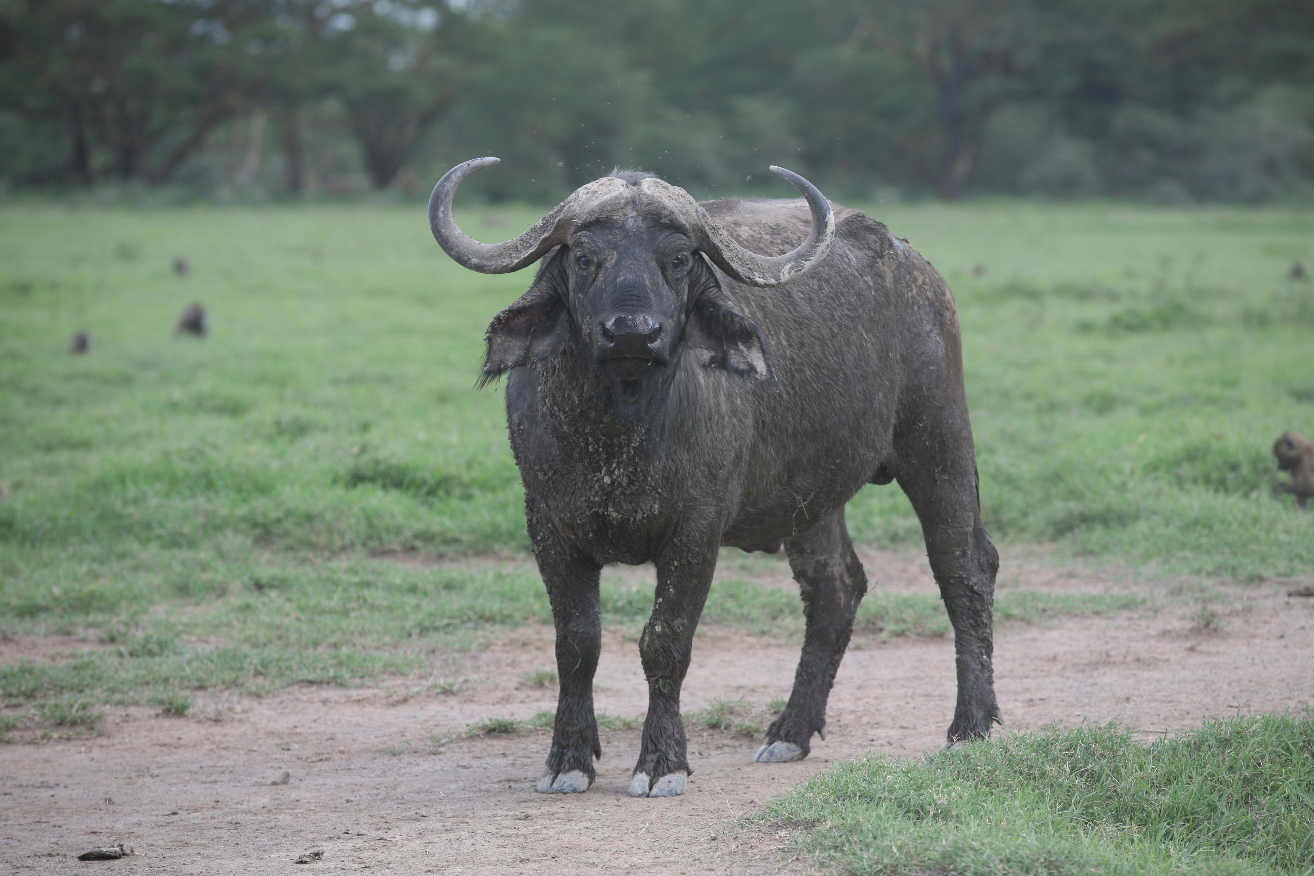 a buffalo standing in the middle of a dirt road