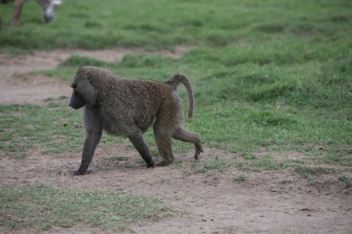 Free An olive baboon in the wild, captured during a sunny day on an African safari. Stock Photo