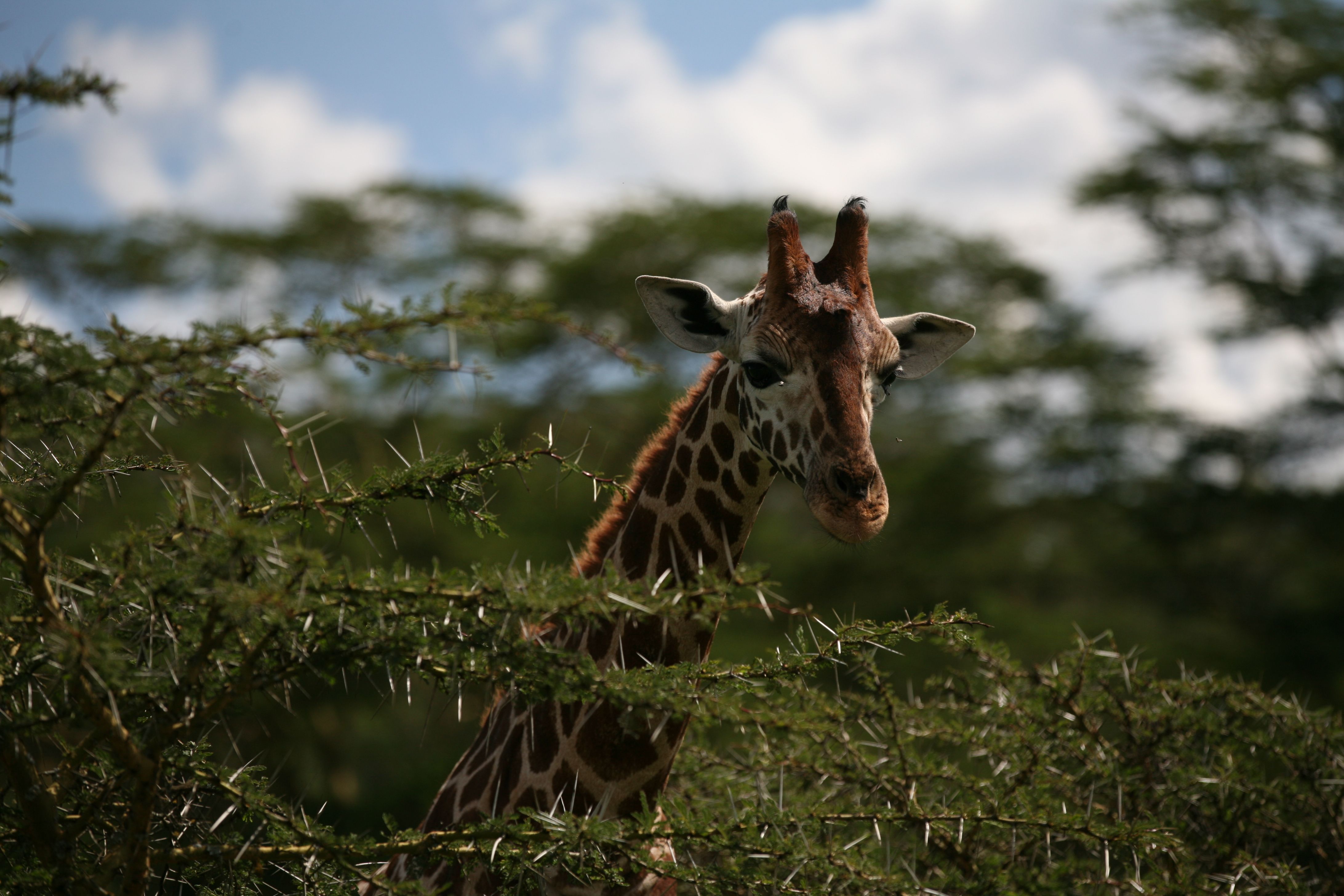 Girafe acacia Tanzanie