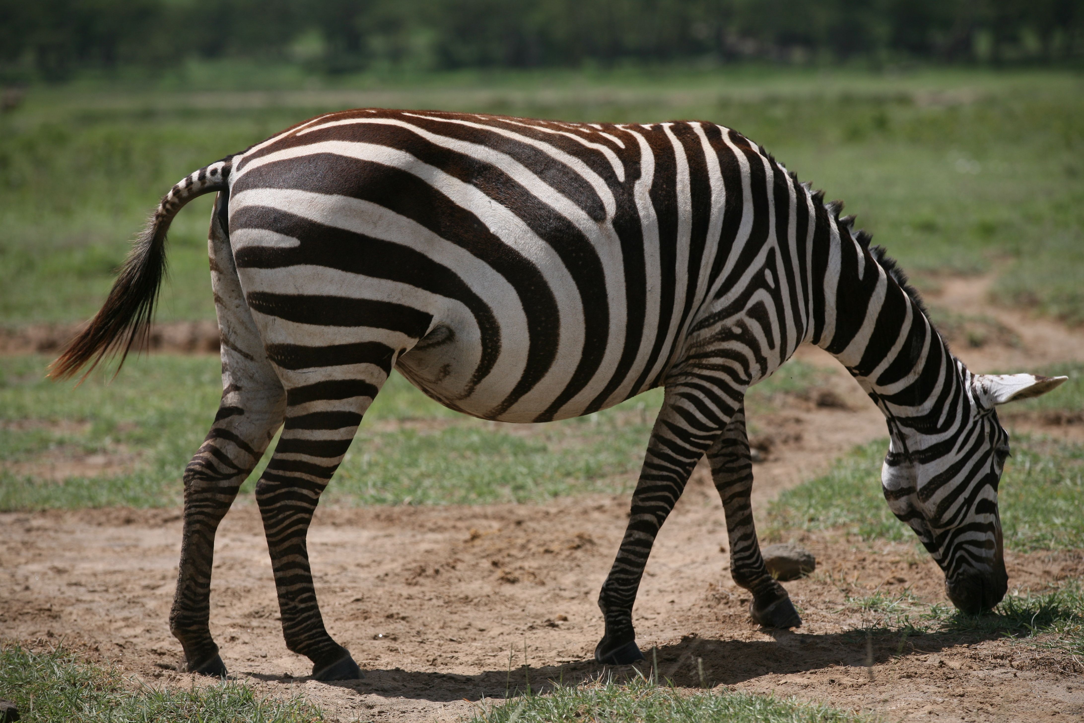 Moshi, Tanzania — sights worth exploring · stay connected with a Moshi eSIM from My Holiday SIM