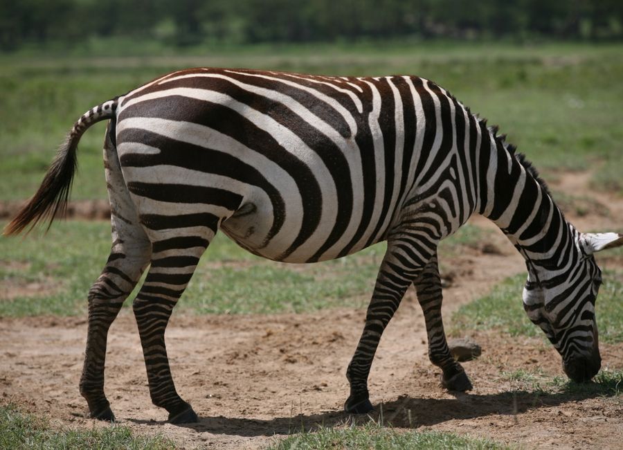 Moshi, Tanzania — sights worth exploring · stay connected with a Moshi eSIM from My Holiday SIM