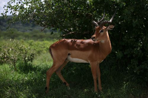 Free A majestic impala standing gracefully in the lush African savanna. Stock Photo
