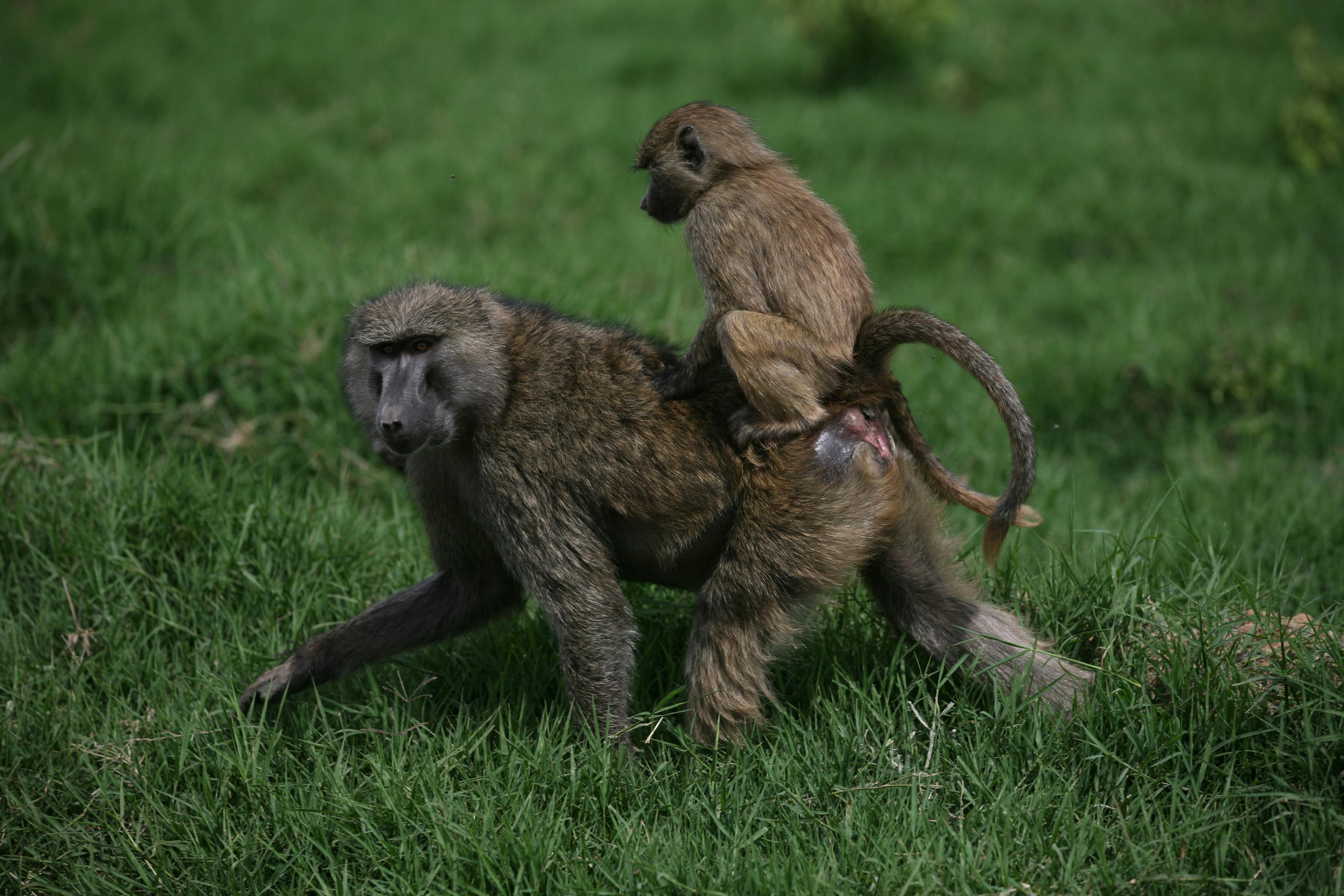 A baboon is carrying a baby on its back