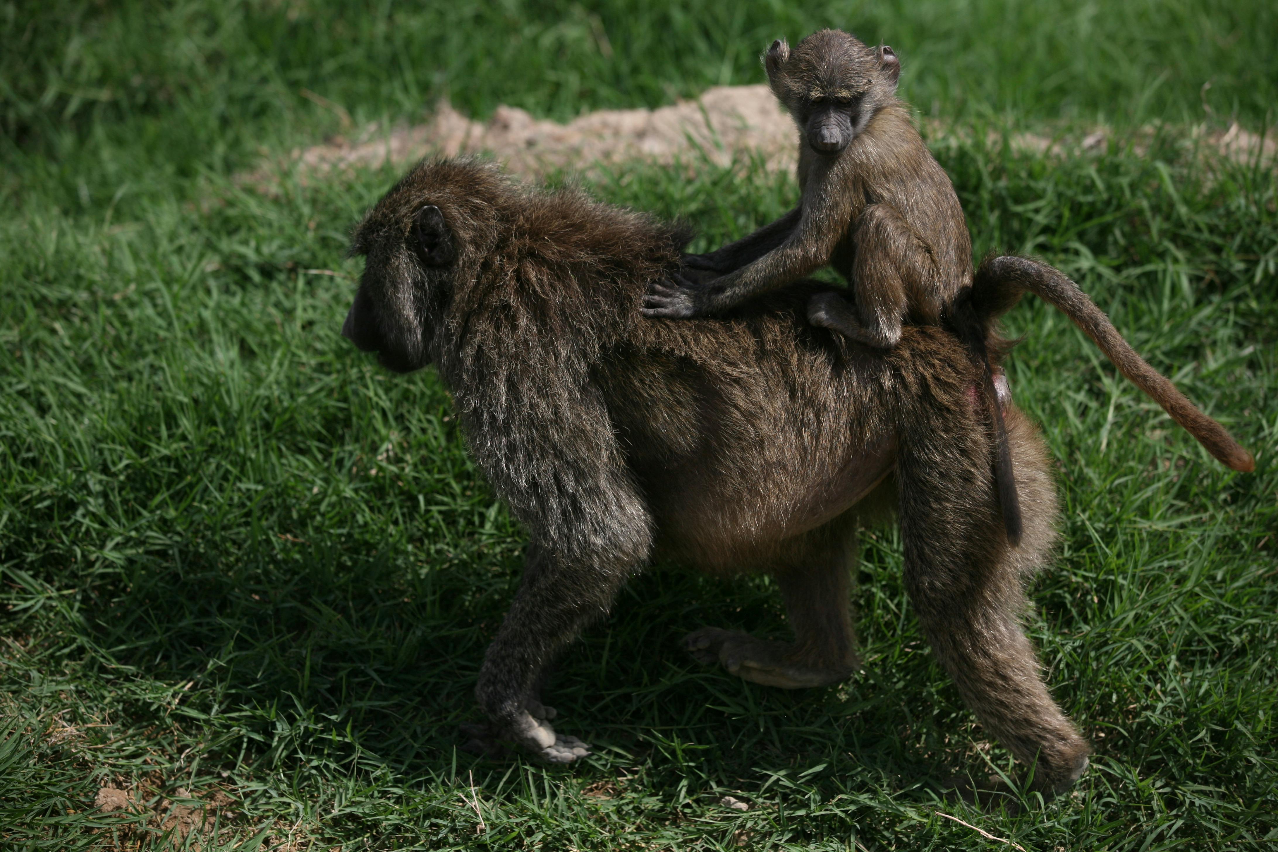 A baboon is riding on the back of another baboon