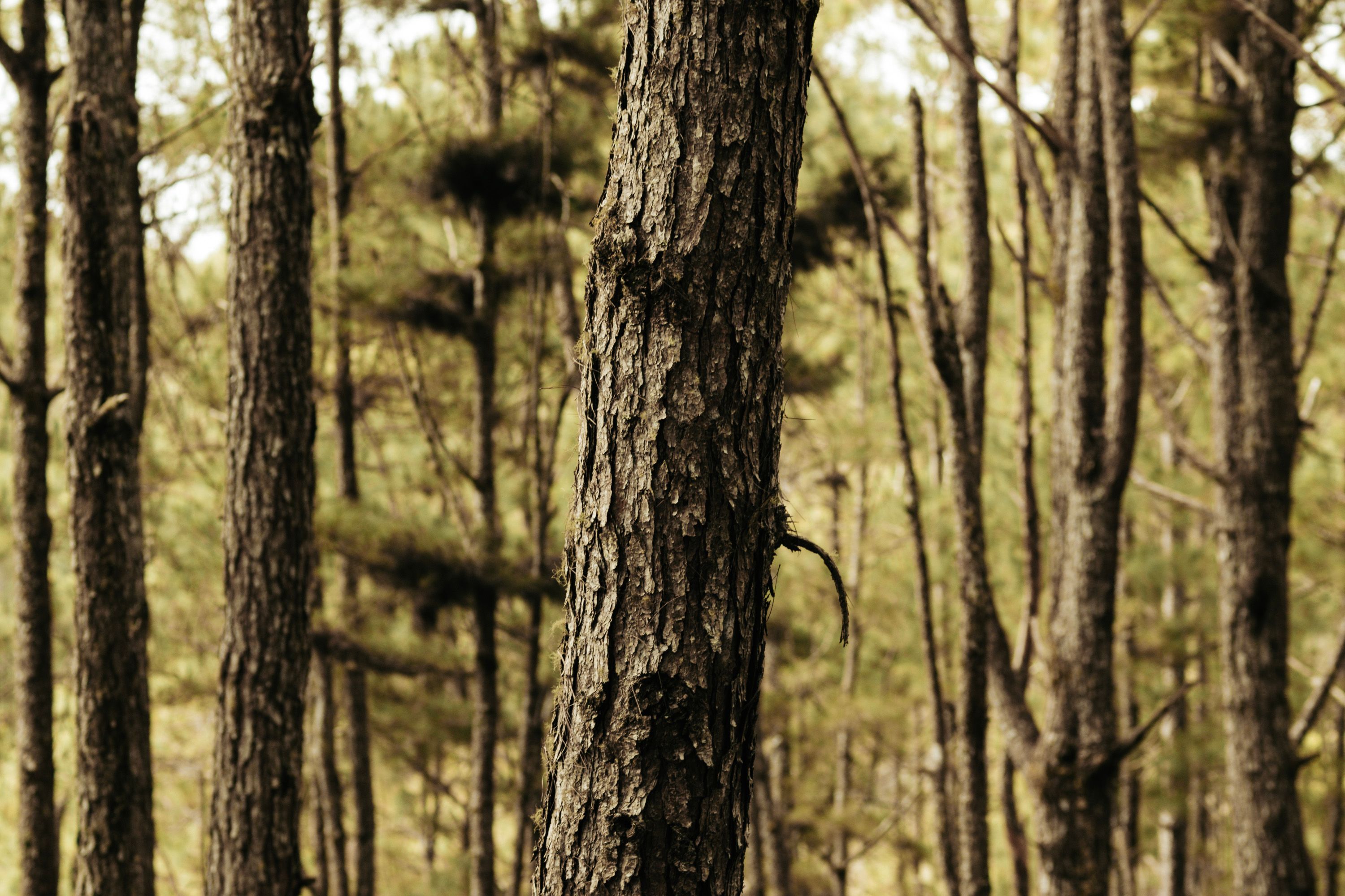 A tranquil pine forest with textured bark in gentle autumn sunlight.