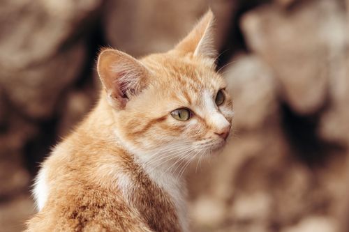 Free Adorable ginger cat with green eyes looking sideway in an outdoor setting. Stock Photo
