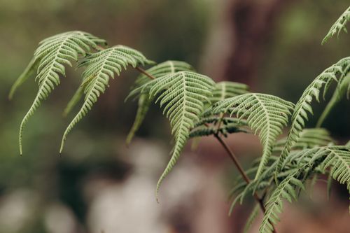 Free Detailed image of lush green fern fronds in a garden setting, showcasing intricate patterns and vibrant nature. Stock Photo