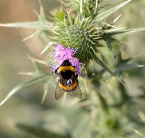 Free Macro shot of a bumblebee collecting nectar from a thistle flower in bright daylight. Stock Photo