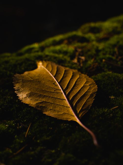 Free Close-up of a golden leaf resting on a mossy surface, capturing autumn's essence. Stock Photo