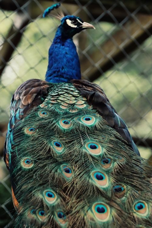 Free Close-up of a peacock showcasing its vibrant, iridescent feathers at a zoo in Jönköping, Sweden. Stock Photo