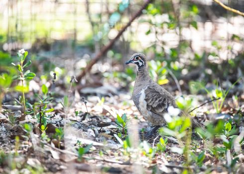 Free stock photo of animal welfare, australia, biodiversity