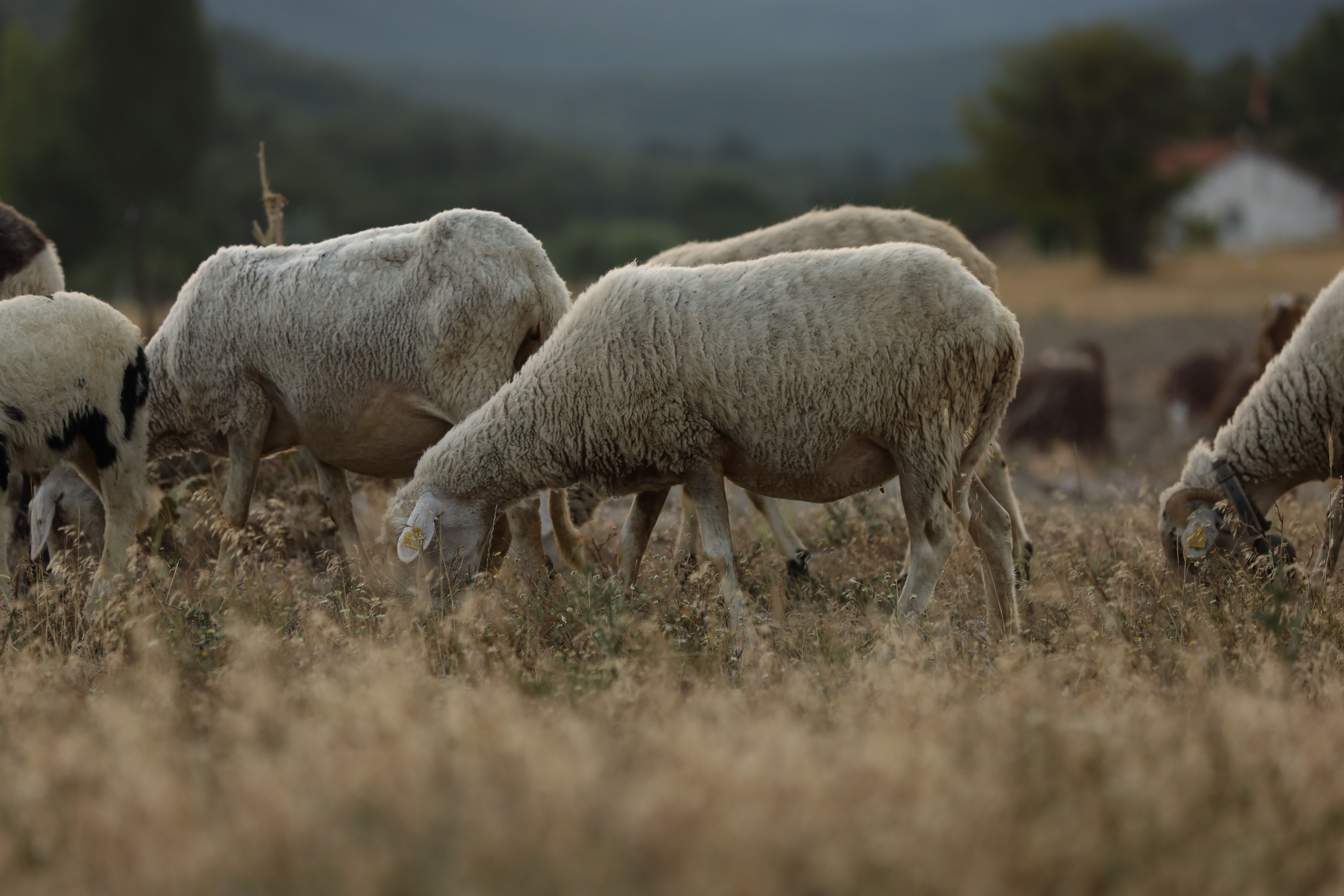 Sheep on a Meadow · Free Stock Photo
