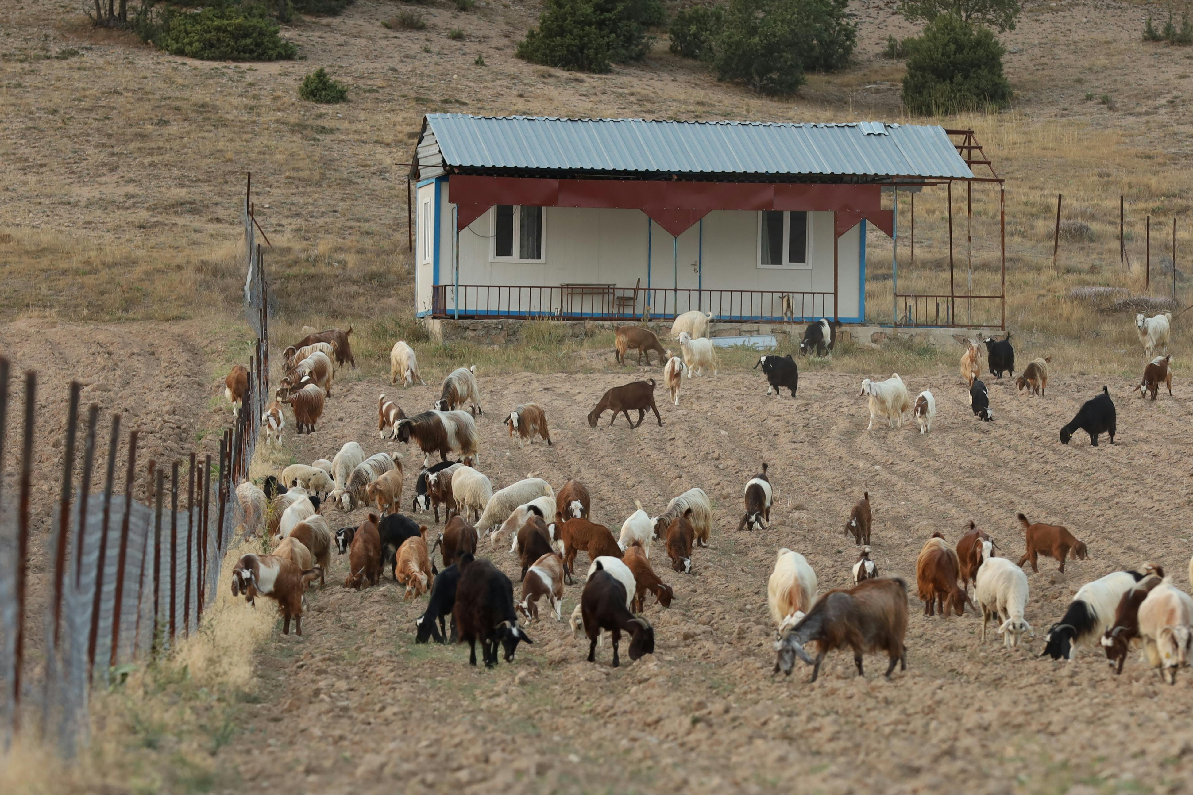 a herd of goats in a field near a house