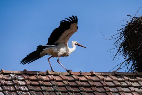 Free White stork stands on rooftop beside nest, ready to take flight in Swiss countryside. Stock Photo