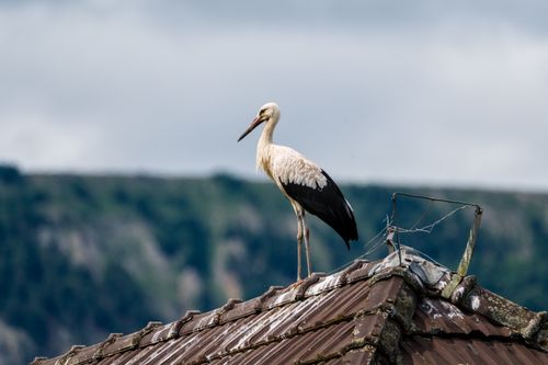 Free A white stork stands elegantly on a rooftop in Selzach, Switzerland's natural landscape. Stock Photo