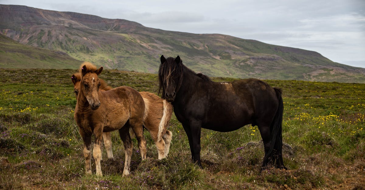 How do horses sleep in the wild