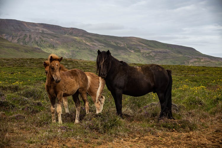 Horses On Grassland Across Mountain