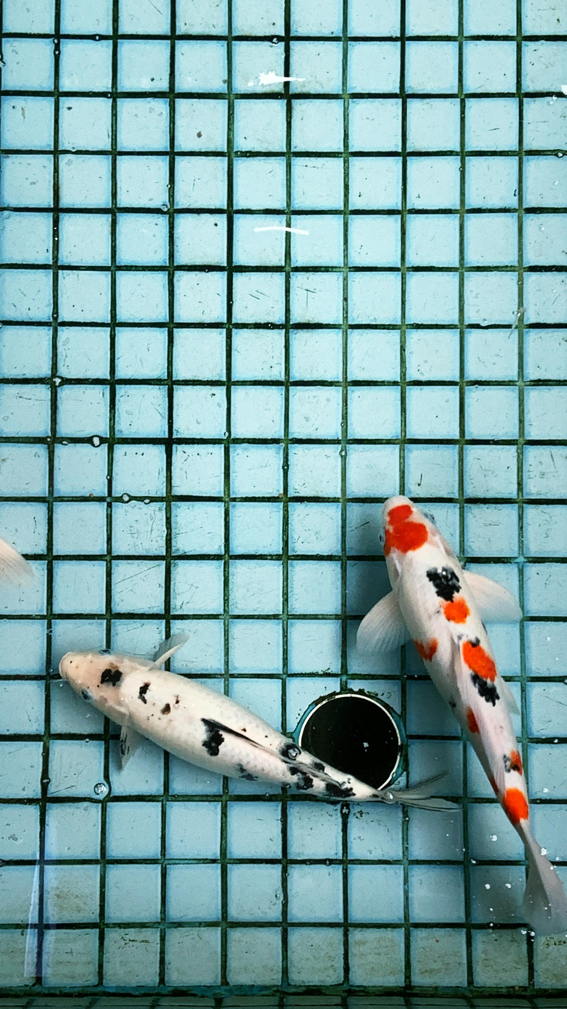 Pair of koi fish