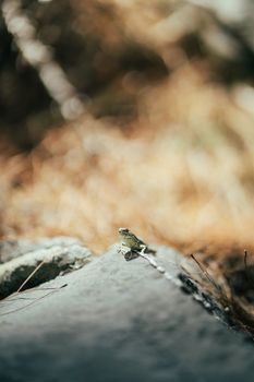 lizard photo