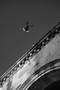 Monochrome image of a pigeon soaring above a historic stone archway, capturing urban architecture.