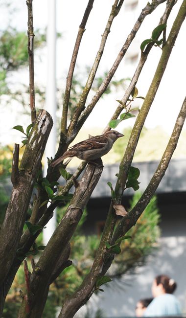 A sparrow perched on a tree branch in a sunny garden, showcasing serene outdoor wildlife.