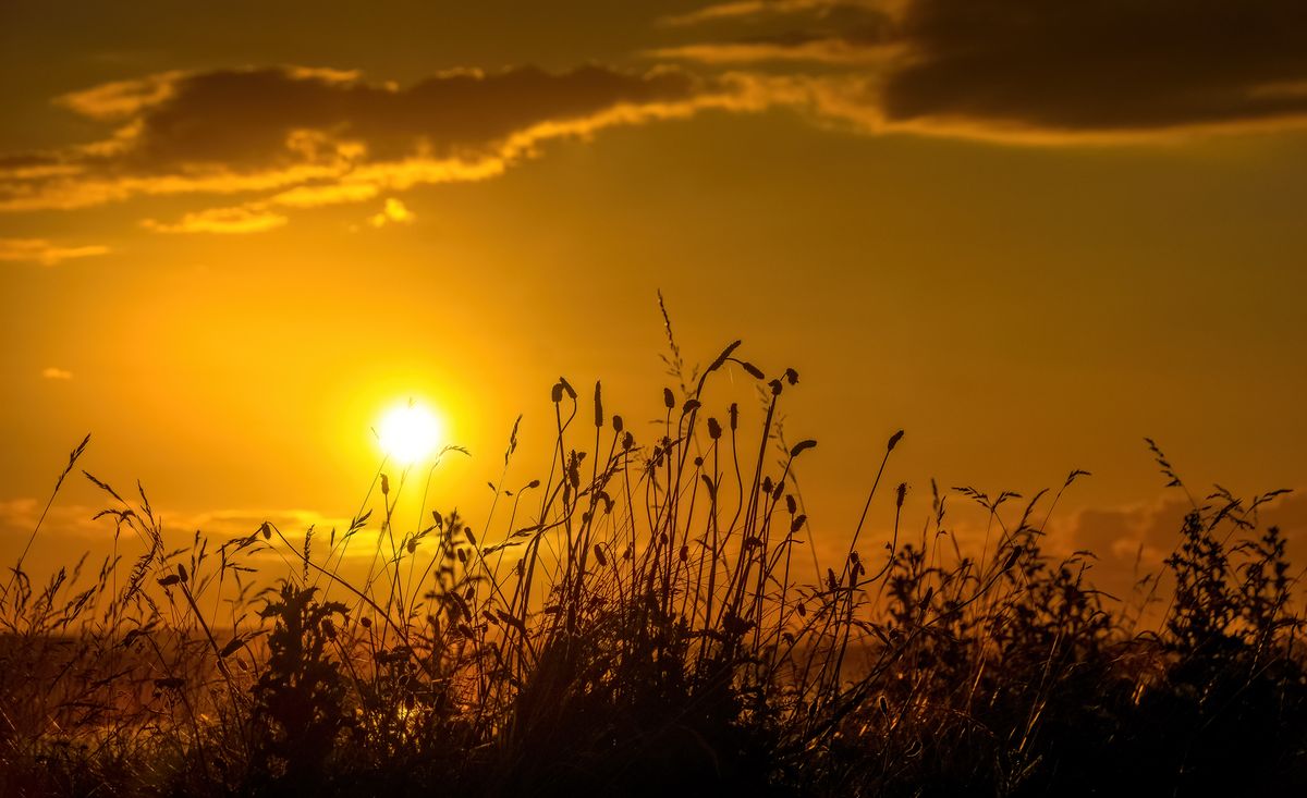 Wheat silhouetted against a golden sunset — photo by Ray Bilcliff on Pexels
