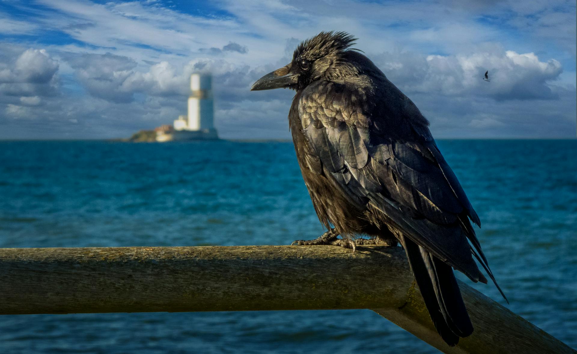 Raven on Sea Shore