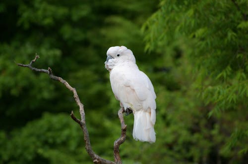 Shallow Focus Photo of White Cockatoo on Tree Branch