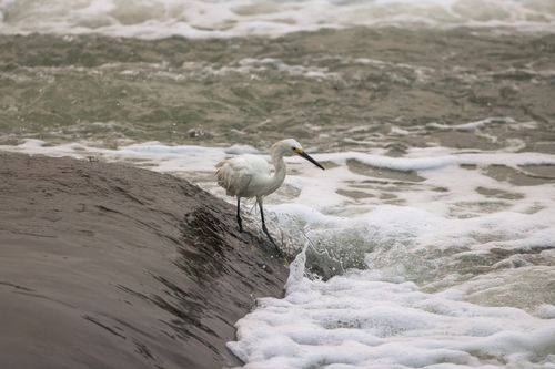 Free Captivating egret balancing on a wave at Stamford's shoreline, showcasing nature's elegance. Stock Photo