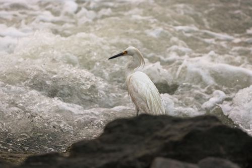 Free Serene Snowy Egret perched beside churning waters at Stamford's picturesque shoreline. Stock Photo
