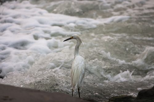 Free A snowy egret stands by the waves at Cove Island Park, Stamford. Stock Photo